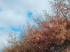 Cherry Blossom Trees