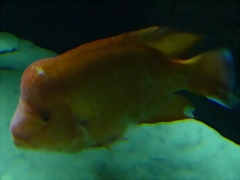 Amphilophus labiatus Amphilophus labiatus
