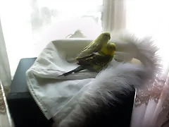 lindos