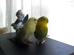 lindos