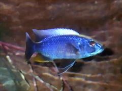 Sciaenochromis fryeri (8-6-12 Acuario Fluvial de Zaragoza) Sciaenochromis fryeri (8-6-12 Acuario Fluvial de Zaragoza)