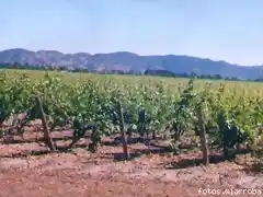 El Valle de Colchagua y el Secano Costero se llena de viedos.