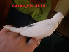 3 pollo 5-3-11  (3)