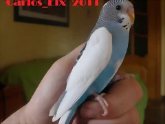 1 pollo 5-3-11 (2)