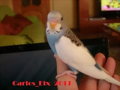 1 pollo 5-3-11 (4)