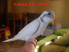 3 pollo 5-3-11