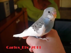 2 pollo 5-3-11