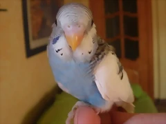 4 pollo 5-3-11 (2)