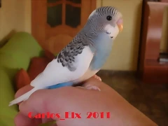 2 pollo 5-3-11  (3)