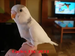 3  pollo  5-3-11 (1)