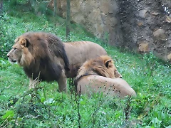 Zoos Wuppertal, Dortmund y Gelsenkirchen 01-10-09 202 Zoos Wuppertal, Dortmund y Gelsenkirchen 01-10-09 202