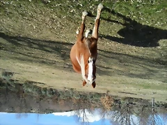 caballo