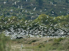 Zoo Lunaret + Sigean 18 i 19-09-10 2608 Zoo Lunaret + Sigean 18 i 19-09-10 2608