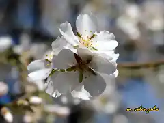 20, almendro 5, marca