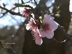 21, flores del albaricoque2, marca