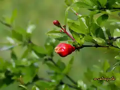 11, flor del granado, marca