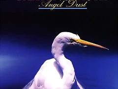 angel-dust