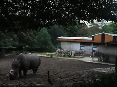 Zoos Duisburg y Krefeld 02-10-09 124 Zoos Duisburg y Krefeld 02-10-09 124