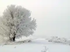 arbol nieve