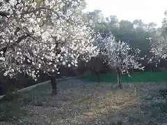 Almendros florecidos