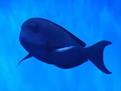 Acanthurus albipectoralis