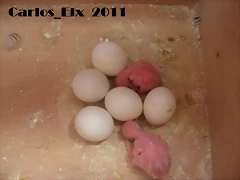 2 pollo 8-4-2011
