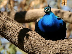Zoo de Barcelona 07-04-11 123