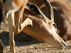 Zoo de Barcelona 07-04-11 575