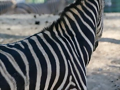 Zoo de Barcelona 07-04-11 229