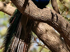 Zoo de Barcelona 07-04-11 121