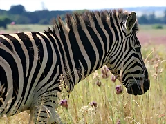Rietvlei Nature Reserve 7-02-09 265 Rietvlei Nature Reserve 7-02-09 265