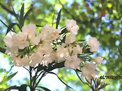 02, magnolio, adelfa, marca