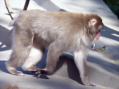 Macaca fuscata 2 (24-9-18 Artis)