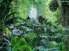 jungla-4