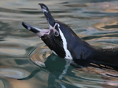 Boumort i Zoo de Barcelona 23-10-10 194