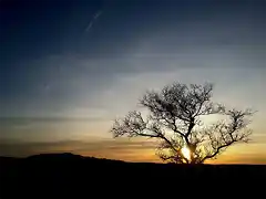 almendro-atardecer