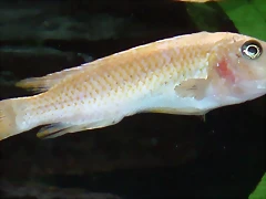 Labeotropheus fuelleborni Labeotropheus fuelleborni