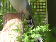 Urocissa erythrorhyncha (21-9-18 Best zoo)