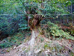 DSCN9171 DSCN9171