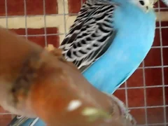 piruleta