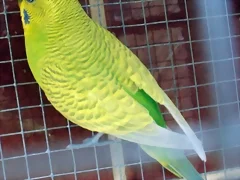 rikky