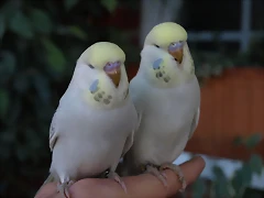 PB300121