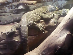 Varanus salvadorii Varanus salvadorii