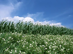 Farm_1014 Farm_1014