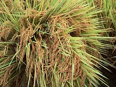 Farm_2013 Farm_2013