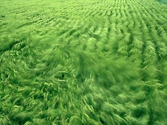 Farm_1019 Farm_1019