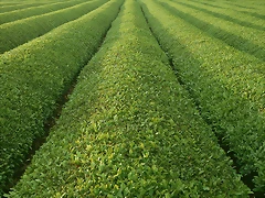 Farm_2004 Farm_2004