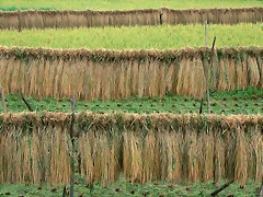 Farm_2020 Farm_2020