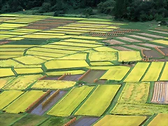 Farm_2011 Farm_2011
