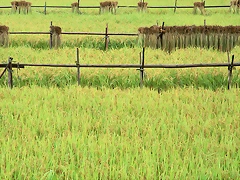 Farm_2019 Farm_2019